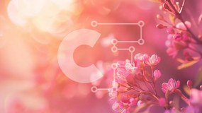 Intra Συλλεκτικό Ξύλινο Παζλ Plywood 4mm - Κοντινό πλάνο ανθισμένα ροζ λουλούδια την άνοιξη Σε Ξύλινο Κουτί - Διαστάσεις: 10x10 cm – 25 κομμάτια