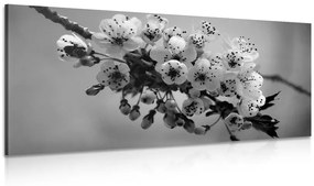 Εικόνα ενός ανθισμένου κλαδιού κερασιών σε ασπρόμαυρο - 120x60