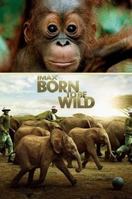 Εικονογράφηση Born to Be Wild (2011)