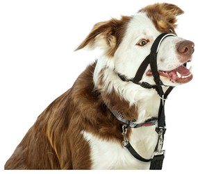 Κολάρο Εκπαίδευσης Σκύλων Company of Animals Halti Μαύρο Ρύγχος (40-54 cm)