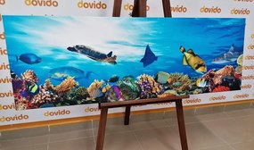 Εικόνα κοραλλιογενών υφάλων με ψάρια και χελώνες - 150x50