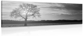 Εικόνα ενός μοναχικού δέντρου σε ασπρόμαυρο - 150x50