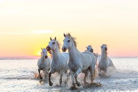 Φωτογραφία Camargue white horses running in water at sunset, Peter Adams