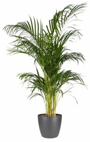 Σετ από Γλάστρες Elho Γκρι Πλαστική ύλη Στρόγγυλο 2 Τεμάχια