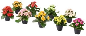 KALANCHOE φυτό σε γλάστρα/Καλαγχόη, 6 cm 005.822.96