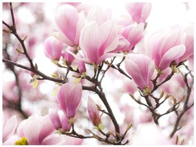 Φωτοταπετσαρία - Magnolia bloosom 200x154