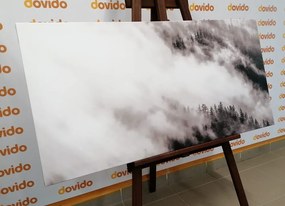 Εικόνα ασπρόμαυρο ομιχλώδες δάσος - 100x50