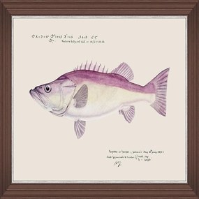 Κάδρο Mediterranean Fish - Grouper By F Clark Fa13378 50X35Cm Fuchsia-Ivory Mindthegap Horizontal Ξύλο