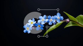 Intra Συλλεκτικό Ξύλινο Παζλ Plywood  4mm - Μπλε Forget-Me-Not Flowers in Full Bloom Σε Ξύλινο Κουτί - Διαστάσεις: 10x10 cm – 25 κομμάτια