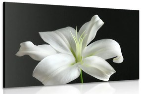 Εικόνα ενός όμορφου λευκού κρίνου σε μαύρο φόντο - 120x80