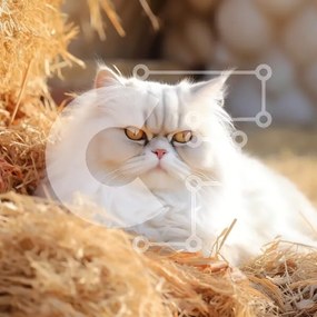 Intra Συλλεκτικό Ξύλινο Παζλ Plywood 4mm - Αξιολάτρευτη λευκή περσική γάτα στον αχυρώνα Σε Ξύλινο Κουτί - Διαστάσεις: 10x10 cm – 25 κομμάτια