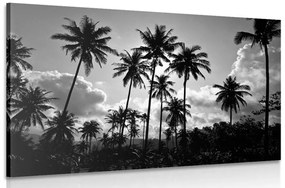Εικόνα με φοίνικες καρύδας στην παραλία σε μαύρο & άσπρο - 60x40