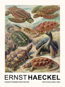 Εκτύπωση έργου τέχνης Chelonia–Schildkröten / Turtles (Vintage Academia) - Ernst Haeckel, (30 x 40 cm)