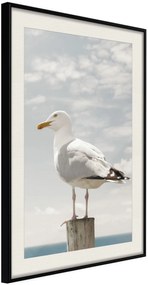 Αφίσα - Curious Seagull - 30x45 - Μαύρο - Με πασπαρτού