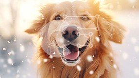 Σετ των 2 Intra Συλλεκτικό Ξύλινο Παζλ Plywood 4mm - Σκύλος Γκόλντεν Ριτρίβερ στο χιόνι Σε Ξύλινο Κουτί - Διαστάσεις: 10x10 cm – 25 κομμάτια