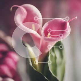 Intra Συλλεκτικό Ξύλινο Παζλ Plywood  4mm - Pink Calla Lilies σε βάζο Σε Ξύλινο Κουτί - Διαστάσεις: 10x10 cm – 25 κομμάτια