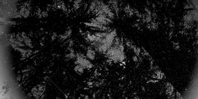Εικόνα ασπρόμαυρο τροπικό δάσος - 100x50