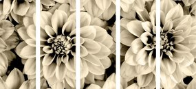 Εικόνα 5 τμημάτων λουλούδια ντάλια σε σχέδιο σέπια