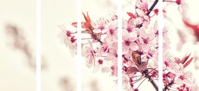 Εικόνα 5 μερών άνθη κερασιάς
