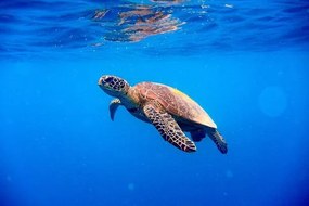 Φωτογραφία Green turtle approaching water surface, Searsie