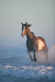 Φωτογραφία Horse  running through surf, evening, John Giustina