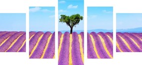 Εικόνα 5 μερών χωράφι με λεβάντα της Προβηγκίας - 200x100