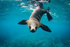 Φωτογραφία Close-up of seal swimming in sea, Grant Thomas / 500px