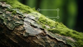 Intra Συλλεκτικό Ξύλινο Παζλ Plywood  4mm - Πράσινος ποώδης κορμός δέντρου στο δάσος Σε Ξύλινο Κουτί - Διαστάσεις: 10x10 cm – 25 κομμάτια