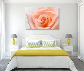 Εικόνα τριαντάφυλλο σε ροδακινί απόχρωση - 60x40