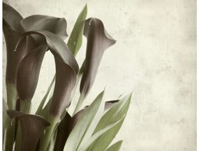 Φωτοταπετσαρία - Dark purple calla lilies - old paper background  350x270