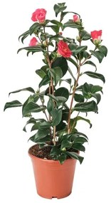 CAMELLIA φυτό σε γλάστρα/Καμέλια η ιαπωνική, 17 cm 505.923.87