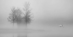 Φανταστείτε τα δέντρα στην ομίχλη σε μαύρο και άσπρο - 120x60