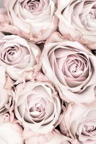 Φωτογραφία Pink Roses No 01, Studio Collection