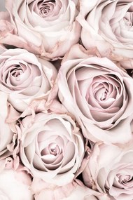 Φωτογραφία Pink Roses No 01, Studio Collection