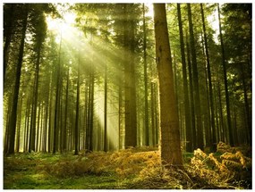 Φωτοταπετσαρία - Pine forest 300x231