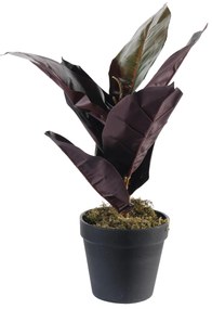 Supergreens Τεχνητό Φυτό Φίκος Elastica Ruby 36 εκ. - 4670-6 - 4670-6