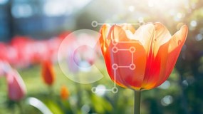 Intra Συλλεκτικό Ξύλινο Παζλ Plywood  4mm - Πορτοκαλί τουλίπα σε ένα χωράφι με πολύχρωμα λουλούδια Σε Ξύλινο Κουτί - Διαστάσεις: 10x10 cm – 25 κομμάτια