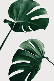 Εικονογράφηση Monstera Natural 46, Studio Collection