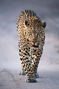 Φωτογραφία Leopard Portrait, Kathleen Reeder Wildlife Photography