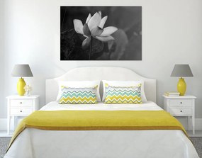 Εικόνα ενός ευαίσθητου λουλουδιού λωτού σε ασπρόμαυρο - 60x40