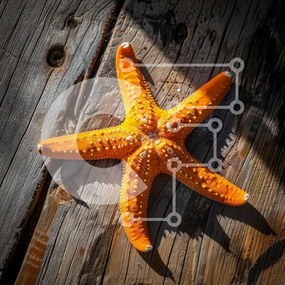 Intra Συλλεκτικό Ξύλινο Παζλ Plywood  4mm - Πορτοκαλί αστερίας σε ξύλινη επιφάνεια Σε Ξύλινο Κουτί - Διαστάσεις: 10x10 cm – 25 κομμάτια
