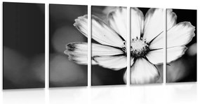 Λουλούδι κήπου 5 τμημάτων εικόνας σε μαύρο & άσπρο - 100x50