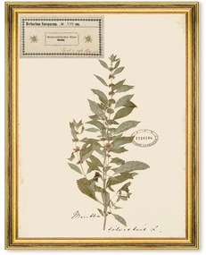 Κάδρο Herbarium Alpinium VIII FA13462 35x50cm Multi MindTheGap Κάθετοι Ξύλο,Γυαλί
