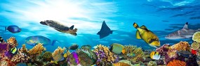 Εικόνα κοραλλιογενών υφάλων με ψάρια και χελώνες - 120x40