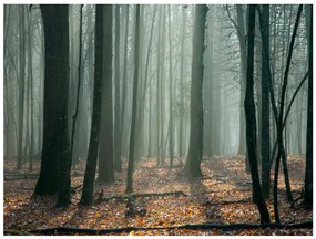 Φωτοταπετσαρία - Witches' forest 250x193