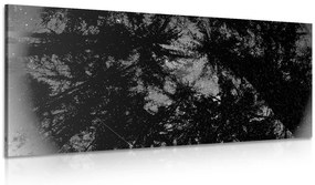 Εικόνα ασπρόμαυρο τροπικό δάσος - 120x60