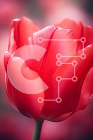 Σετ των 2 Intra Συλλεκτικό Ξύλινο Παζλ Plywood  4mm - Κοντινό πλάνο μιας κόκκινης τουλίπας Σε Ξύλινο Κουτί - Διαστάσεις: 10x10 cm – 25 κομμάτια