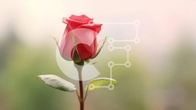 Intra Συλλεκτικό Ξύλινο Παζλ Plywood 4mm - Όμορφο ενιαίο κόκκινο τριαντάφυλλο Σε Ξύλινο Κουτί - Διαστάσεις: 10x10 cm – 25 κομμάτια