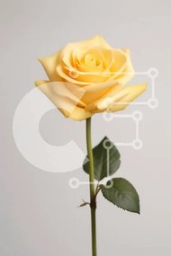 Intra Συλλεκτικό Ξύλινο Παζλ Plywood 4mm - Μονό κίτρινο τριαντάφυλλο σε ουδέτερο φόντο Σε Ξύλινο Κουτί - Διαστάσεις Puzzle: 10x10 cm – 25 κομμάτια