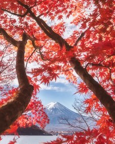 Φωτογραφία Mt.fuji is in the autumn leaves, Makiko Samejima